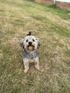 Pet Image